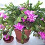 Picture_028