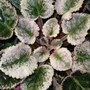 Variegated African Violet