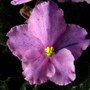 Pink African Violet with lavender 'Fantasy' markings.