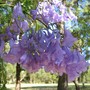 Jacaranda mimosifolia (Jacaranda mimosifolia (Brazil Rosewood))