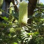 Banksia grandis (Banksia grandis (Bull Banksia))