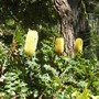 Banksia grandis (Banksia grandis (Bull Banksia))