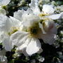 Exochorda x macrantha 'The Bride' (Exochorda x macrantha (Pearl bush))