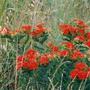 Butterfly Weed – Asclepias tuberose