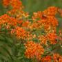 Butterfly Weed – Asclepias tuberose