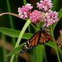 Swamp Milkweed - Asclepias incarnata subsp. Pulchra (Asclepias incarnata subsp. Pulchra)