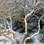elder covered in snow