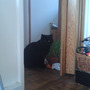 Catgrass