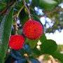 Anybody some fresh 'strawberries'? (Arbutus unedo (Strawberry tree))