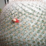 Picture_061
