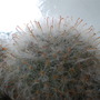 Picture_075