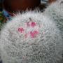 Picture_054