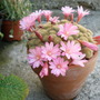 Picture_008