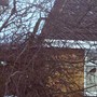 redwings on tree across road.