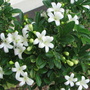 Mid-summer downunder:  Murraya paniculata flowering. (Murraya paniculata (Chinese Box))