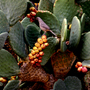 Indian fig - Opuntia ficus-indica  (Cactaceae)