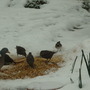 birds feeding in the snow.