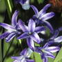 Hyacinthus