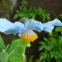 Himalayan Mountain Poppy (Meconopsis betonicifolia (Himalayan blue poppy))