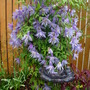 Clematis Macropetala (Clematis Macropetala)