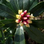 Daphne Odora Aureomarginata