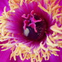 Tree_Paeony_close_up.jpg (Paeonia)