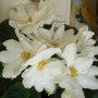 Picture_341