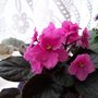 Picture_431