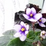 Picture_433