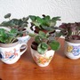Saintpaulia cuttings in old cups