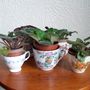 I put cutings in old cups to look nicer than just pots. These are Saintpaulias