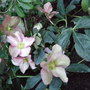 Helleborus x hybridus 'Walberton's Rosemary' (Helleborus x hybridus)