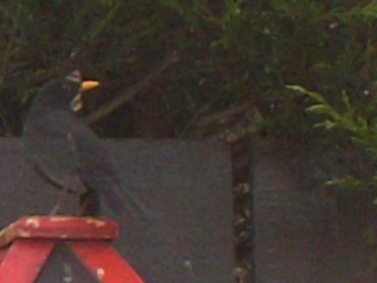 ...20th_Jan_10...not very clear pics..
