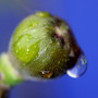 Plant Portraits - In My Garden