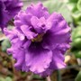 African Violet