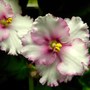 Another new African Violet - Anthoflores 'Hannah'