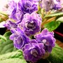 And still another African Violet