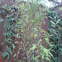 Bamboo Nigra and Honeysuckle