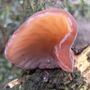 Jew's Ear 