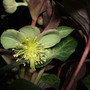 Helleborus argutifolius 'Silver Lace' (Helleborus argutifolius)
