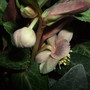 Helleborus argutifolius 'Silver Lace' (Helleborus argutifolius)
