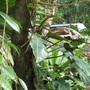 PHILODENDRON red emerald  (Philodendron red emerald)