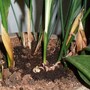 Aspidistra flower and bud