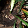 Aspidistra flower and bud