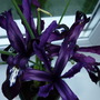 small iris