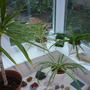 a corner of the conservatory