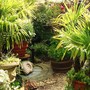 Jen's Gardyn 2009 (Trachycarpus fortunei (Chusan palm))