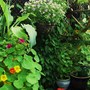 Jen's Gardyn 2009 (Tropaeolum majus (Compact Nasturtium))