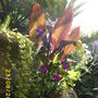 Jen's Gardyn 2009 (Canna indica (Indian shot plant))