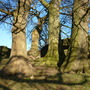 old trees in the sunshine